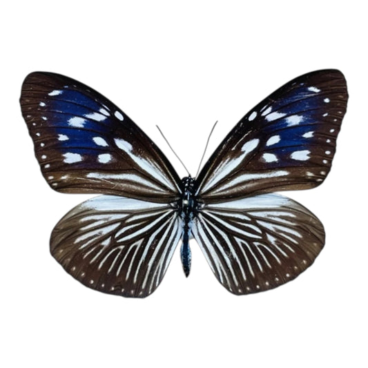 Euploea Mulciber hembra