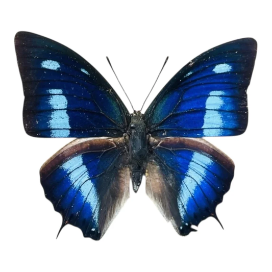 Anaea cyanea