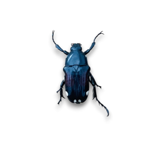 Pygora Ornata