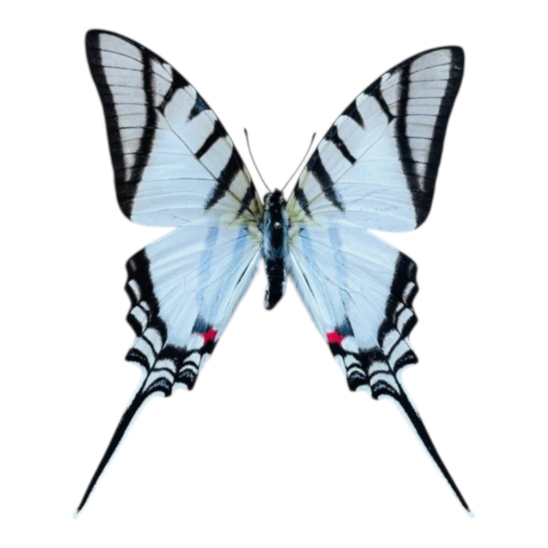 Eurytides Protesilaus