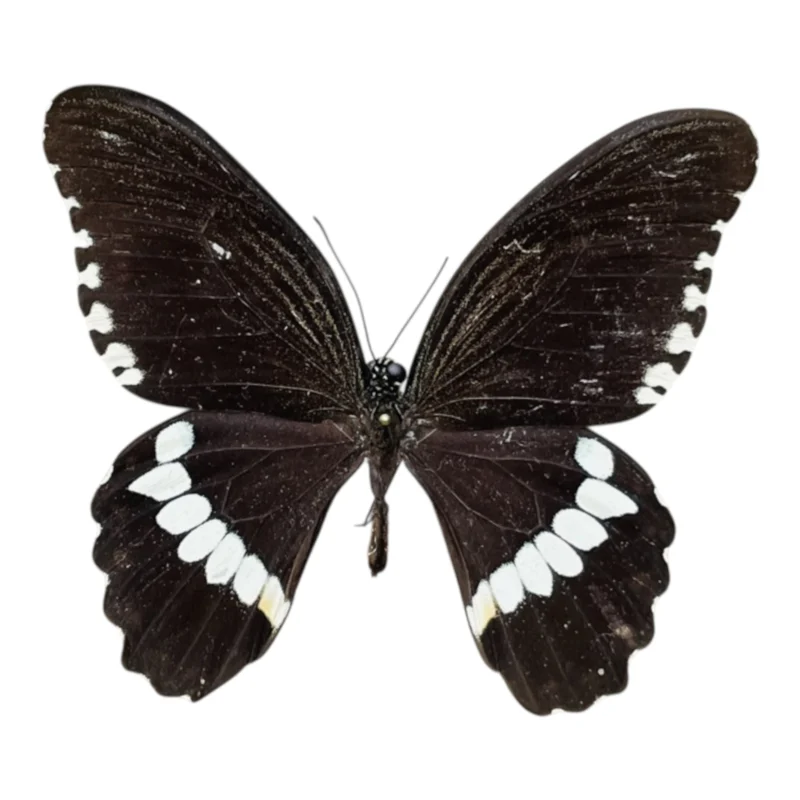 Papilio Polytes ssp. macho