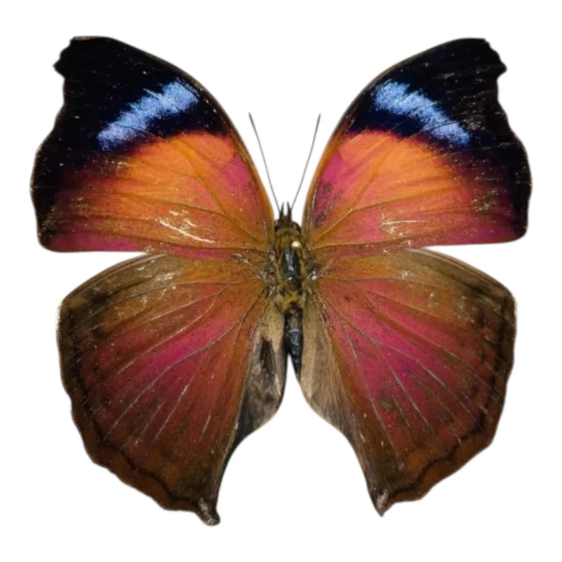 Salamis Anteva