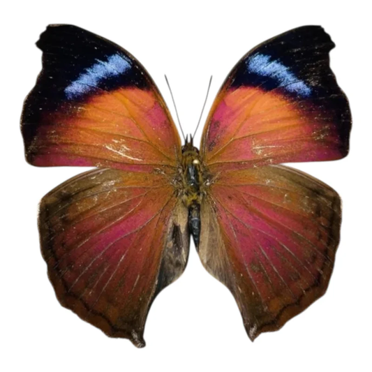 Salamis Anteva