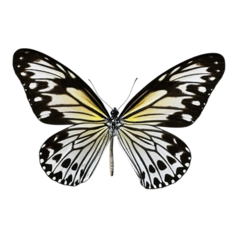 Ideopsis Gaura