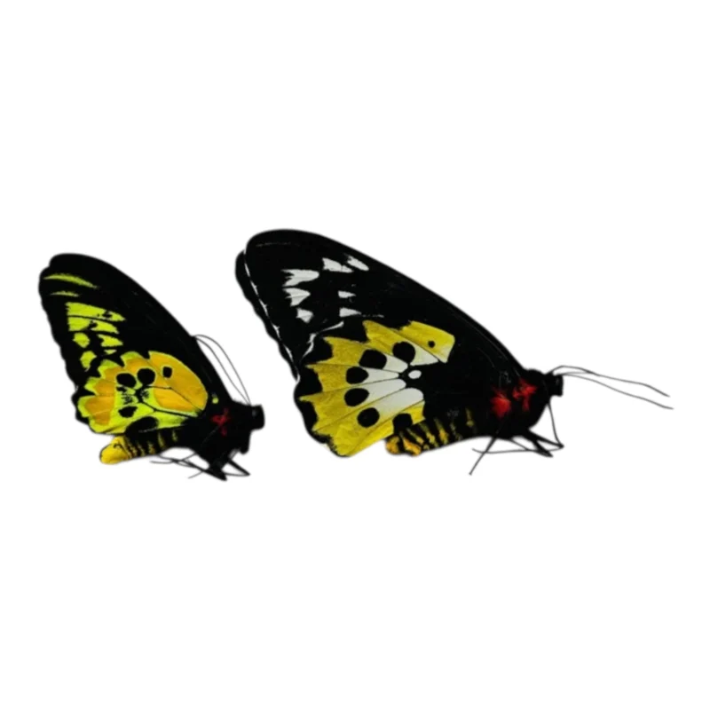 Ornithoptera rothschildi pareja CITES A-