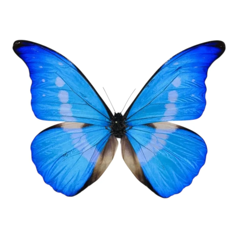 Morpho Rhetenor Helena Macho