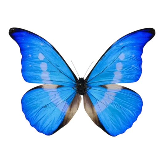 Morpho Rhetenor Helena Macho