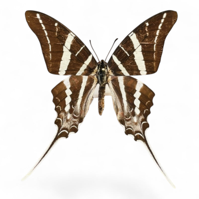 Graphium Rhesus