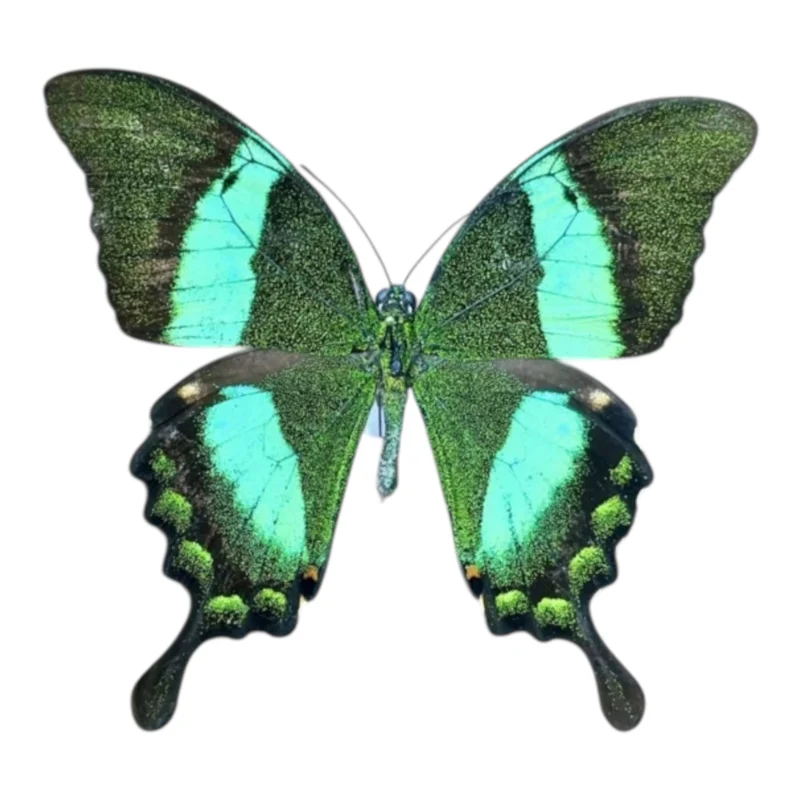 Papilio Palinurus A-
