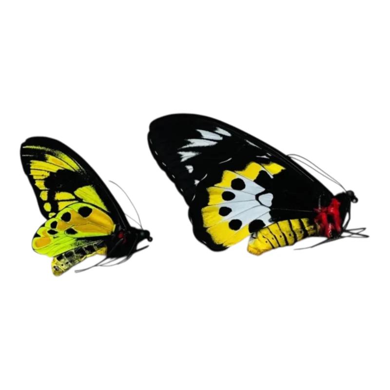 Ornithoptera tithonus misresiana pair CITES