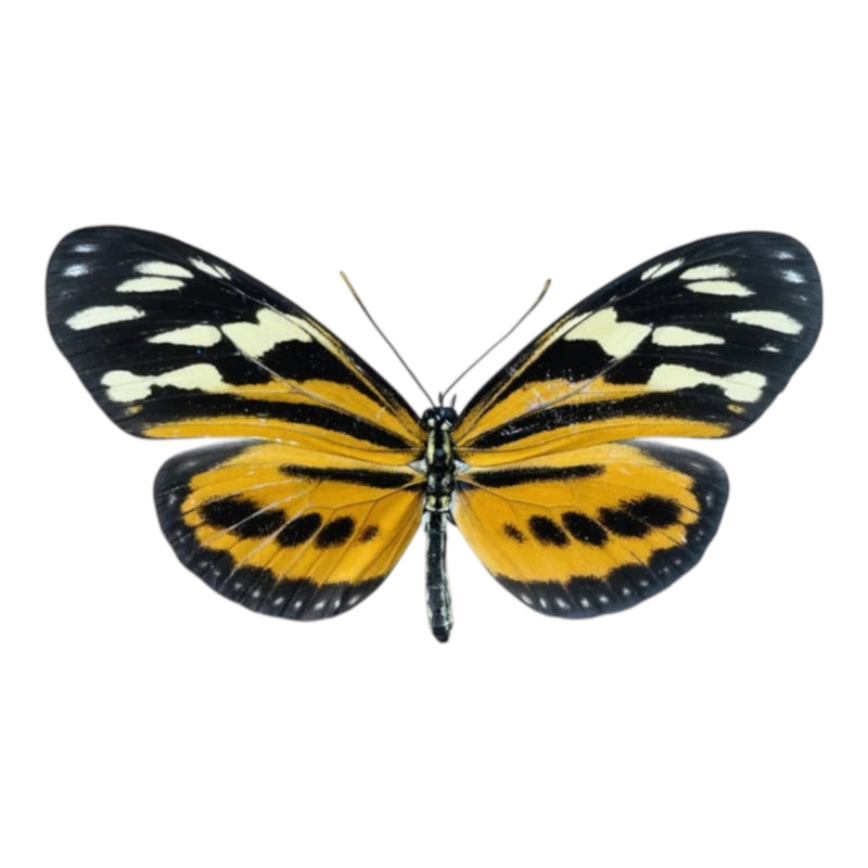 Euides Isabela