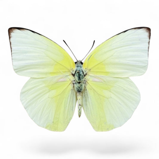 Catopsilia Sp!!!