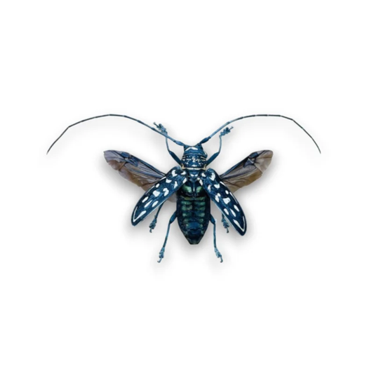 Stellognata Maculata