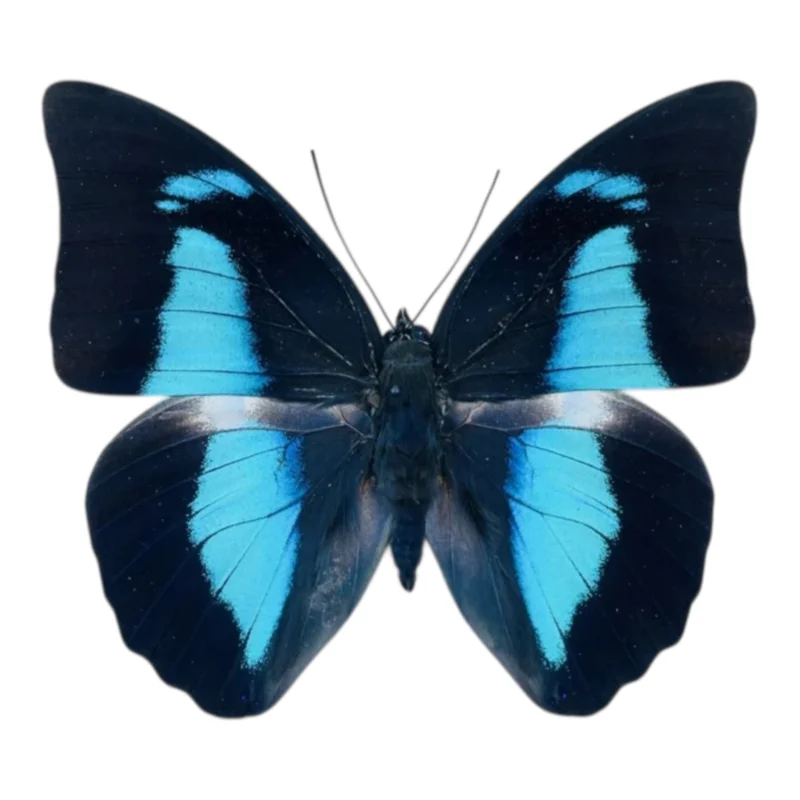 Prepona Amphimachus macho A-