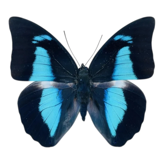 Prepona Amphimachus mâle A-
