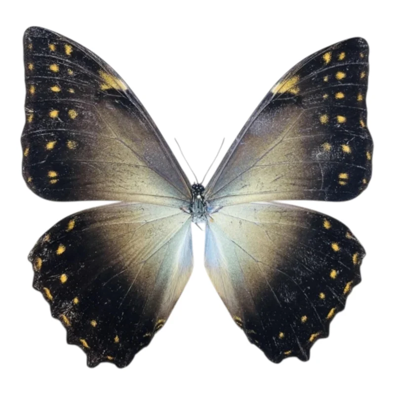 Morpho Telemachus