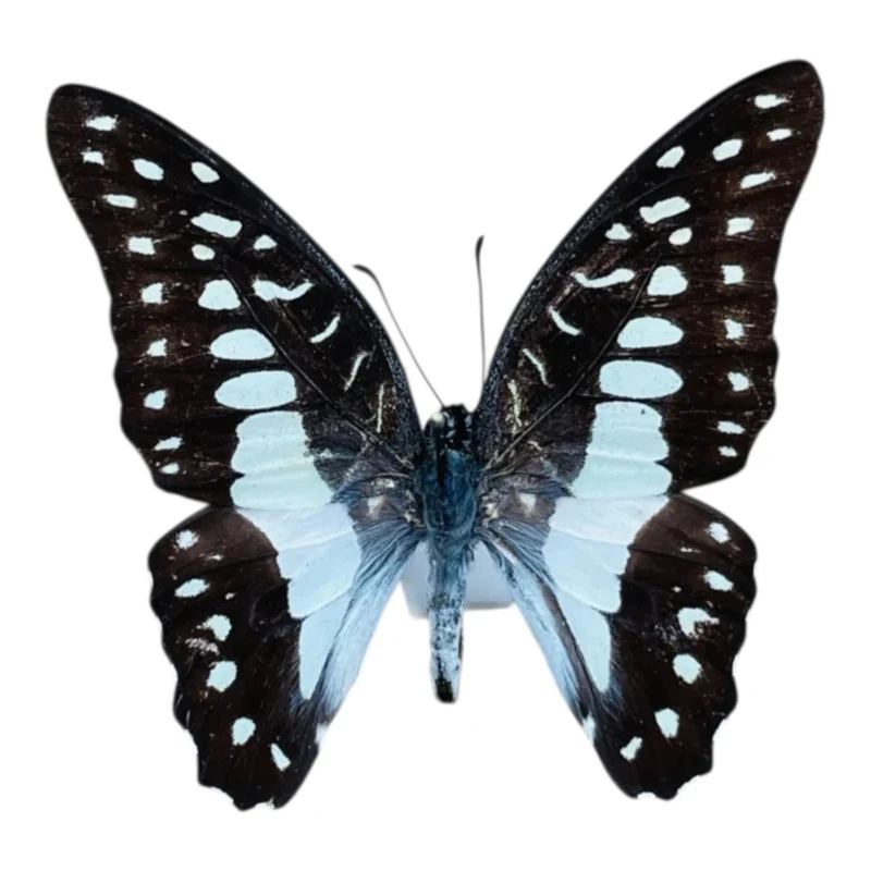 Graphium Doson