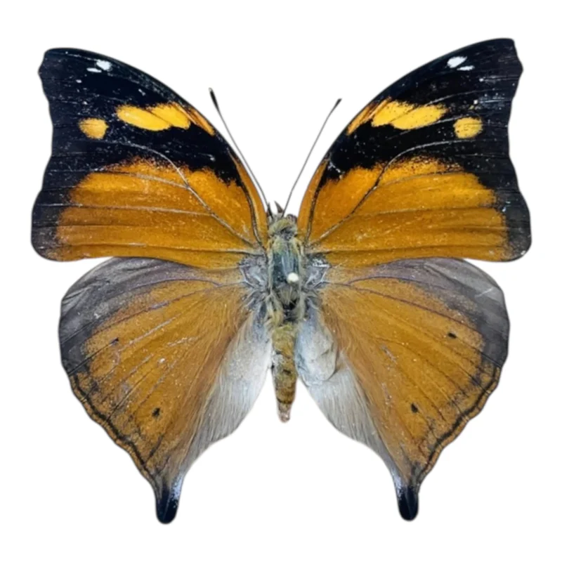 Doleschallia Bisaltide