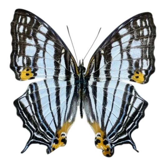 Cyrestis Maenalis