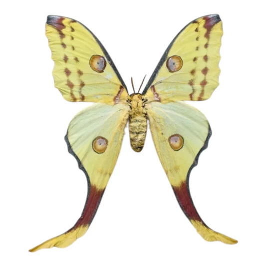 Aragema Mittrei female