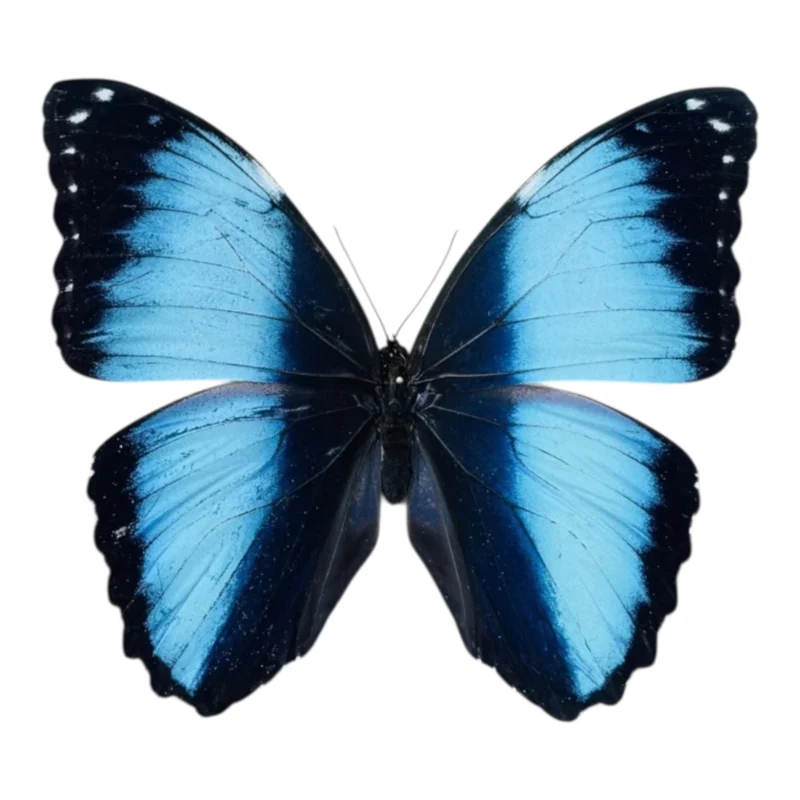 Morpho Deidamia Macho