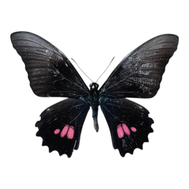 Papilio Anchisiades