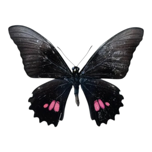 Papilio Anchisiades
