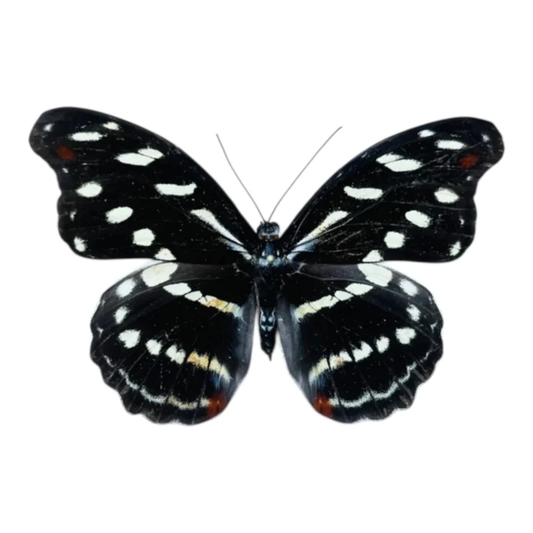 Catonephele Acontius female A-