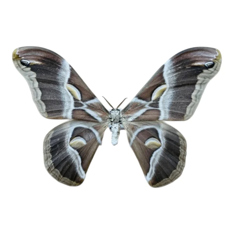 Samia Insularis