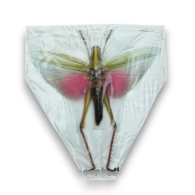 Chondacris rosea Female