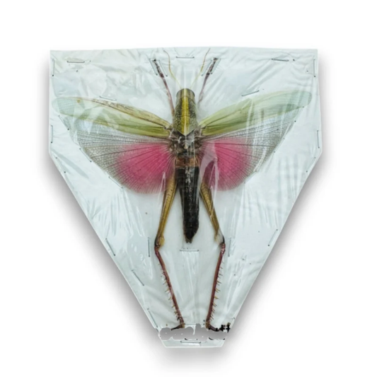 Chondacris rosea Female