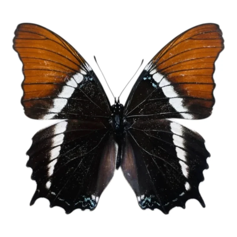 Siproeta epaphus