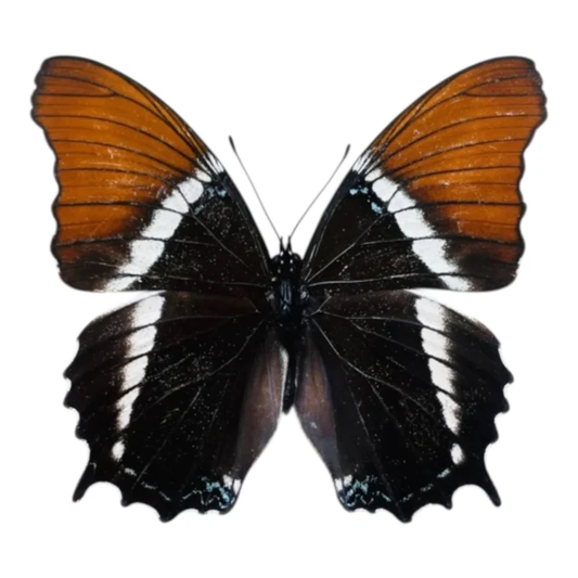 Siproeta epaphus