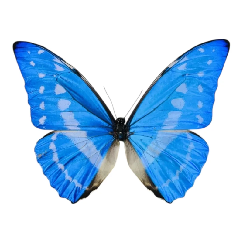 Morpho Cypris Macho