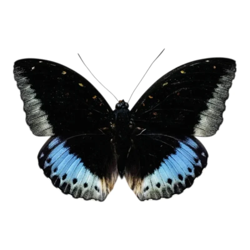 Lexias Pardalis macho