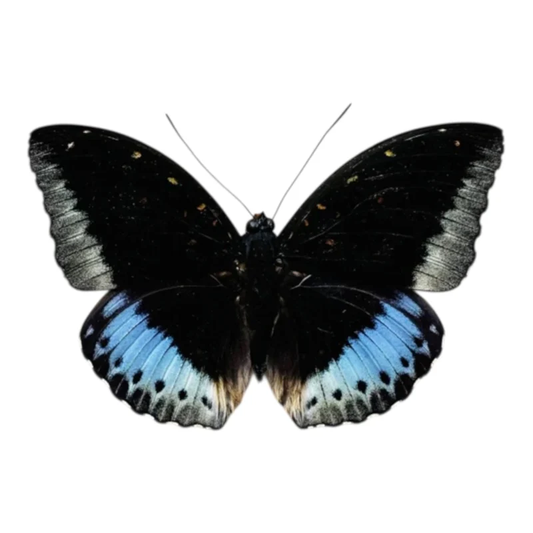 Lexias pardalis Männchen