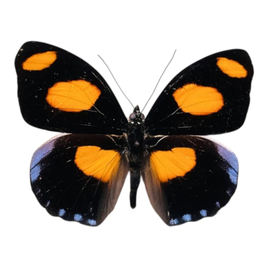 Catonephele Numillia