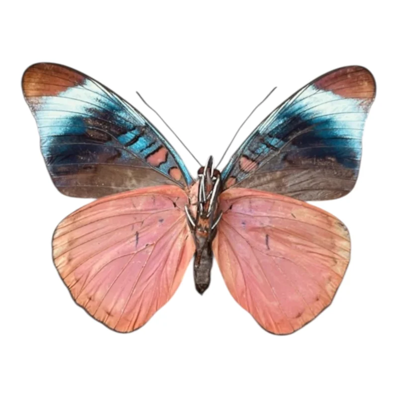 Panacea Prola