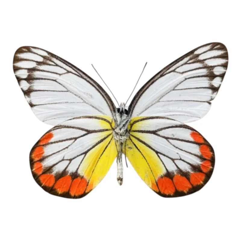 Delias Hyparete