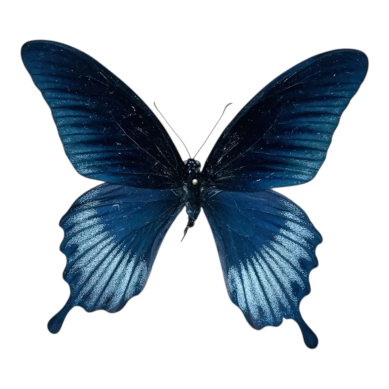 Papilio Lowii macho