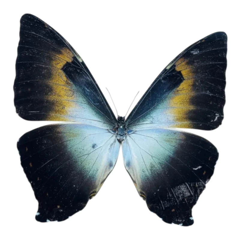 Morpho Phanodemus A-