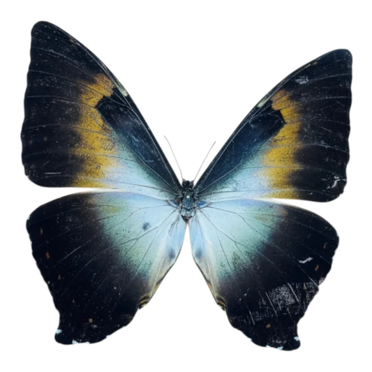 Morpho Phanodemus A-