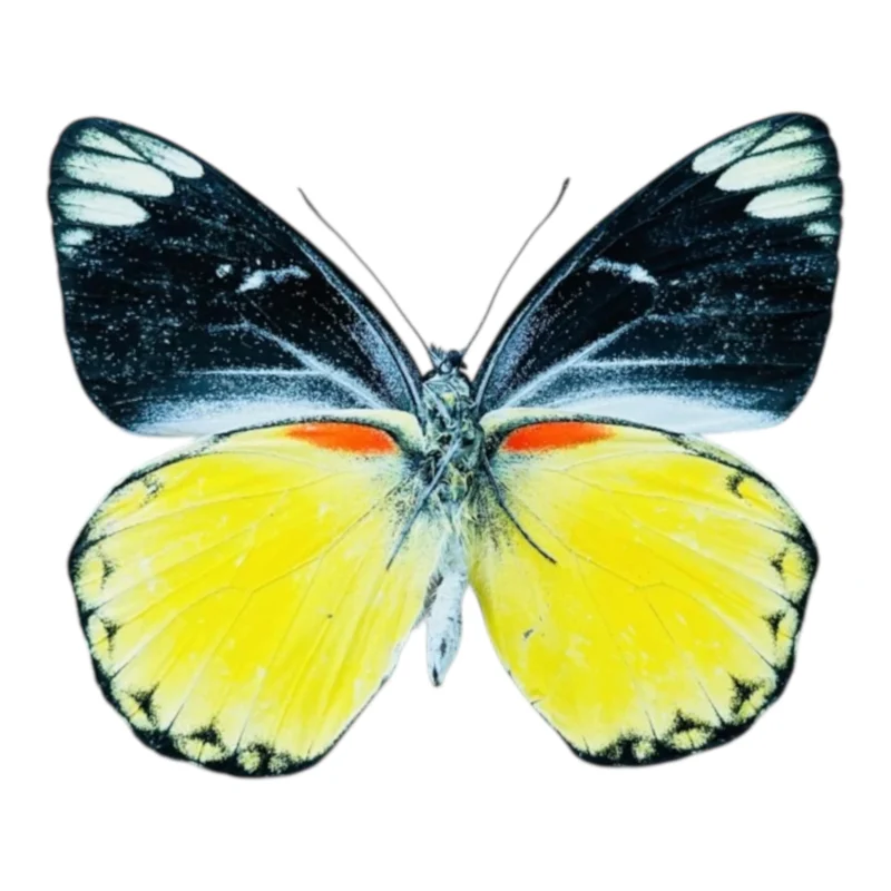Delias Belisama