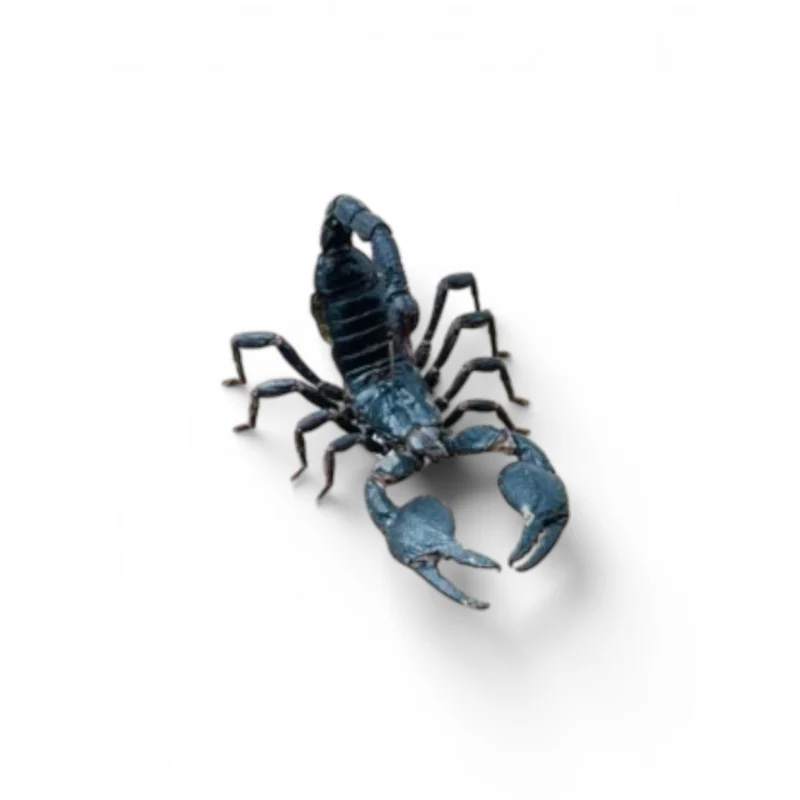 Heterometrus Cyaneus