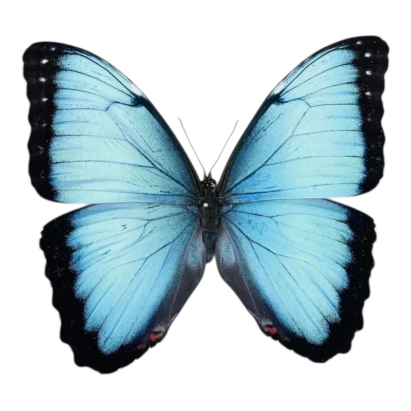 Morpho Peleides Macho