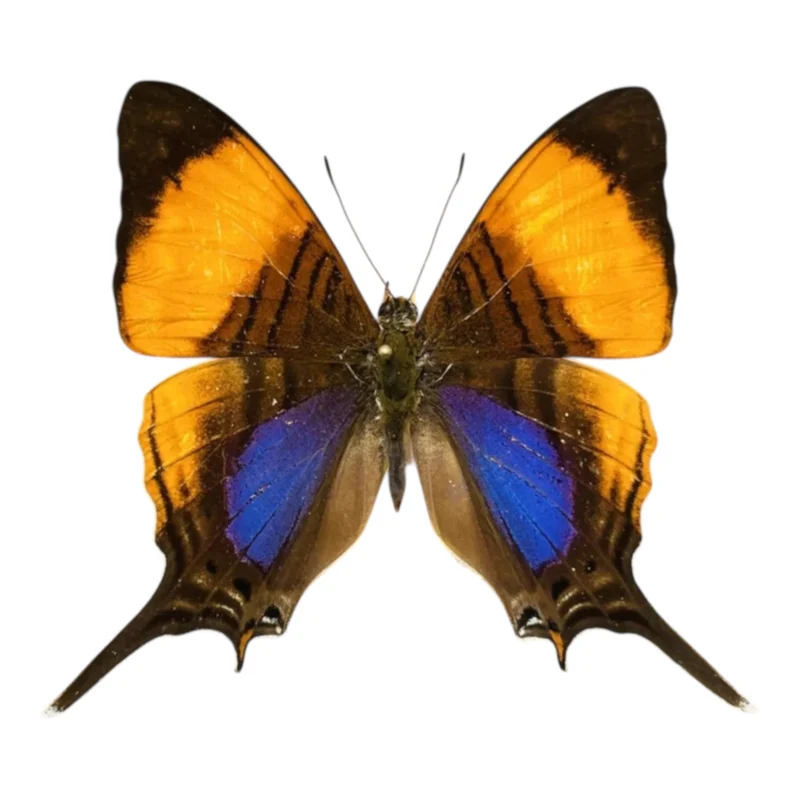 Marpesia Corina