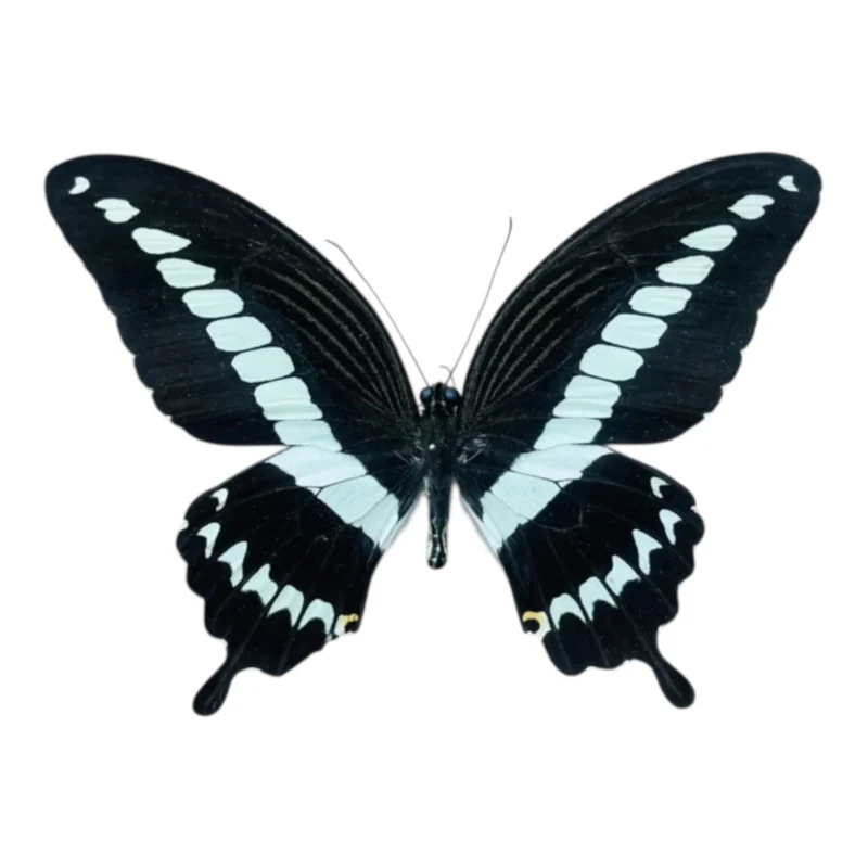 Papilio Gigon