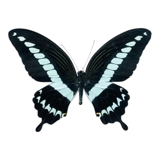Papilio Gigon