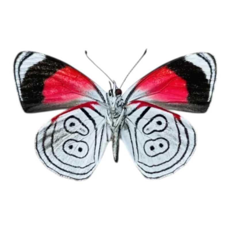 Diaethria Anna