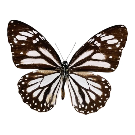 Danaus Melanippus
